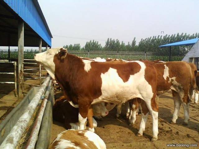 急售奶牛,肉牛