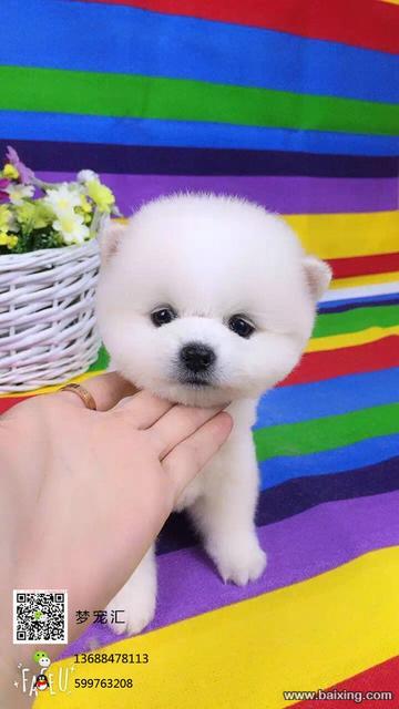 可爱的维美哈多利球体博美宝宝