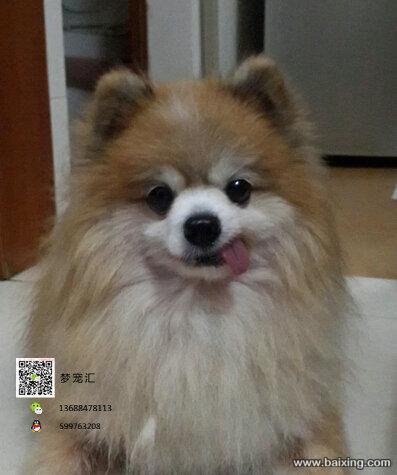 可爱的维美哈多利球体博美宝宝