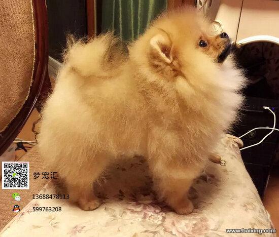 可爱的维美哈多利球体博美宝宝